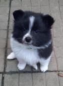 Charlie