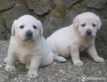 Labrador PP fenka a pejsek k odběru