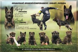 zadám štěňata německých ovčáků