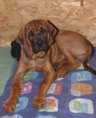 Tosa inu-nádherní pejsci s PP