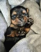 Yorkšírský teriér