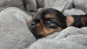 Yorkšírský teriér