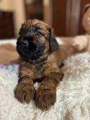 Briard plavý, fenky