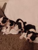 Bostonský teriér štěňata