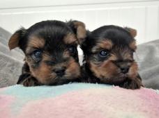 Jorkšírský terier, štěňátka s PP FCI