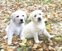 Labrador fenka a pejsek s PP