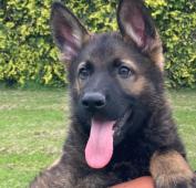 Něm.ovčák mohutná štěńata