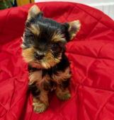 Jorkšírek  PP FCI k výběru a rezervaci