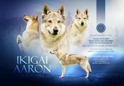 Československý vlčák