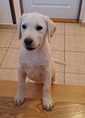 Labrador - smetanový pejsek s PP