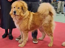 CH Wanda Jomo Dharmapala,CACIB