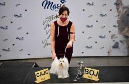 Maltézský psík s PP