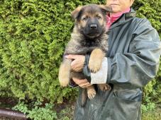 Něm.ovčák mohutná štěńata