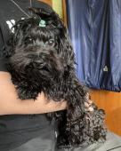 Ruská barevná bolonka s PP