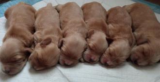 ANGLICKÝ KOKRŠPANĚL S PP