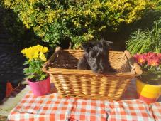 Skotský teriér - Scottish terrier