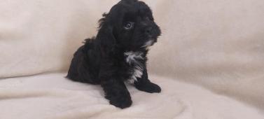 Boloňský psík barevný/ruská barevná bolonka s PP