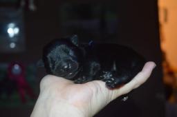 Šiperka pejsek k rezervaci