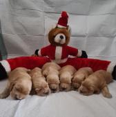 ANGLICKÝ KOKRŠPANĚL S PP ZLATÁ