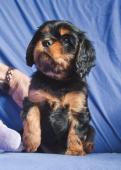 Kavalír King Charles španěl