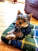 Yorkshire terriér – roztomilá štěňátka