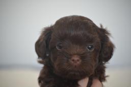 Ruská barevná bolonka s PP