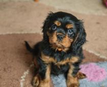 KAVALIR KING CHARLES ŠPANĚL