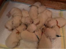 Slovenský čuvač - štěňátka s PP