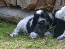 Štěňátka anglického kokršpaněla s PP