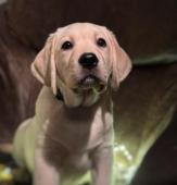 Labrador retriever s PP