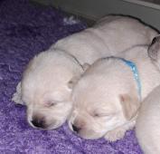 Labrador - smetanová štěňátka s PP