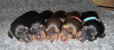 Jezevčík dlouhosrstý trpasličí/králičí s PP