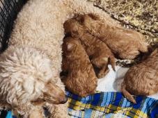 Pudl trpasličí  P.P. FCI