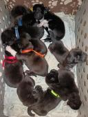 Americká Akita štěňátka s PP