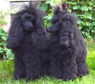 otec + matka štěňátek