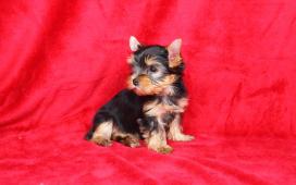 Yorkšírský teriér