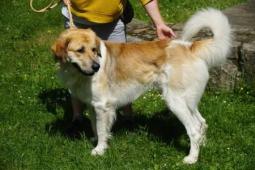 Otec: Alf z Města Štěpánov