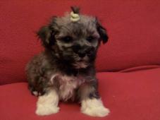 Boloňský psík - Ruská barevná bolonka s PP