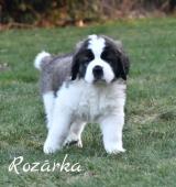 dlouhosrstá holčička