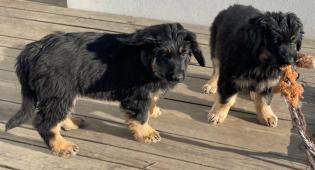 Nabídka štěňat Hovawarta