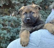 Něm.ovčák mohutný  pejsek