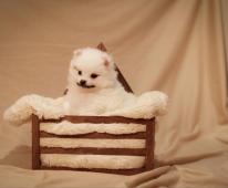 Německý špic malý s PP FCI