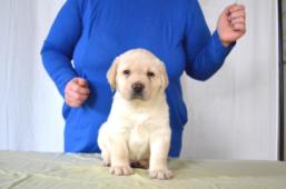 Labradorský retrívr - štěňe s PP