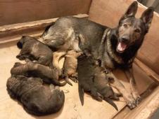 Nemecký ovčák štěnata s pp