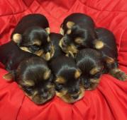 Jorkšírek - fenky  s PP FCI k výběru a rezervaci