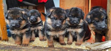 Štěňata Německý ovčák