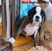 Něm. Boxer- Chovat. stanice