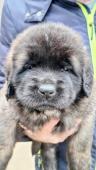 Leonberger