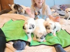 Pyrenejský horský pes chlupáči