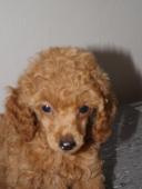 Pudl trpasličí  P.P. FCI